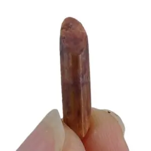 Rebbachisaurus garasbae