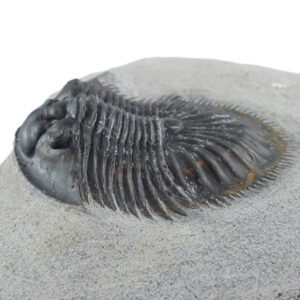 Thysanopeltis speciosa austromaura