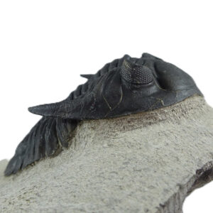 Hollardops mesocristada