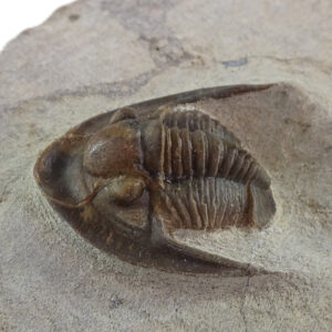 Lepidoproetus lahceni