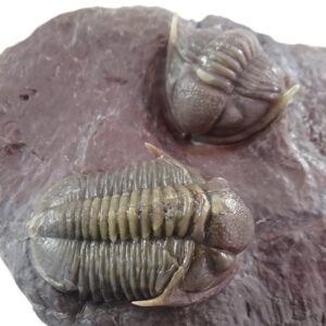 Proétido no identificado