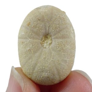 Globator darderi  VENDIDO