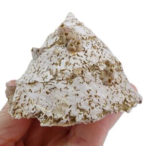 Xenophora infundibulum y Balanus (B.) concavus  VENDIDO