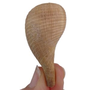 Ficus subintermedia  VENDIDO