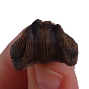 Nucinulus orbignyanus crassicostatus
