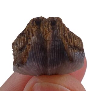 Nucinulus orbignyanus