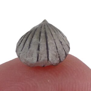 Wellerella delicatula
