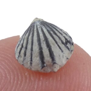Wellerella delicatula