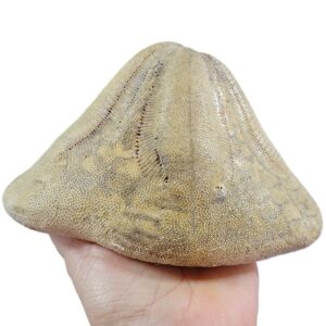Clypeaster obtusus