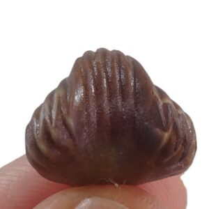 Homoeorhynchia meridionalis