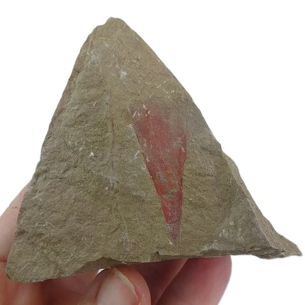 Pauxillites sp. - Imagen 2