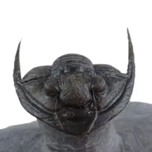 Diademaproetus rudimentus