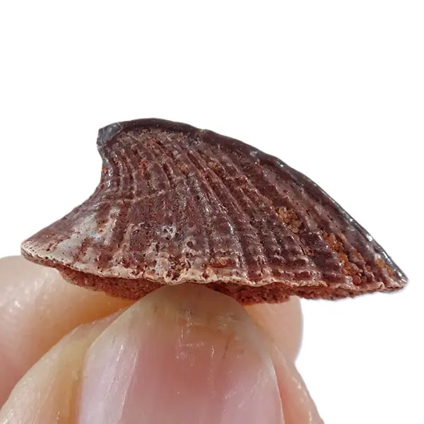 Peyeria lybica