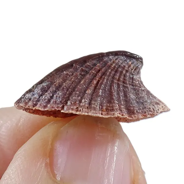 Peyeria lybica - Imagen 2