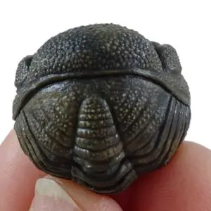 Morocops forteyi  VENDIDO