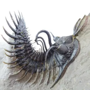 Walliserops hammi "gran talla" y Diademaproetus antatlasius