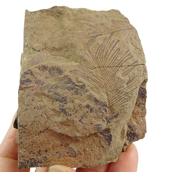 Webbyites sp. VENDIDO - Imagen 2