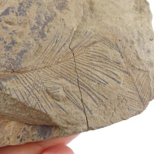 Webbyites sp. VENDIDO