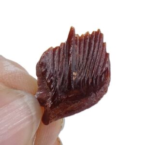 Stromerichthys aethiopicus