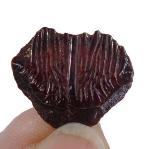 Stromerichthys aethiopicus