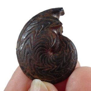 Discoclymenia cucullata