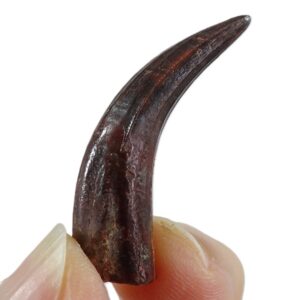 Elosuchus cherifiensis VENDIDO