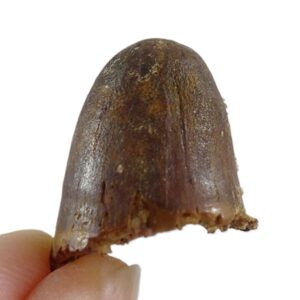 Elosuchus cherifiensis