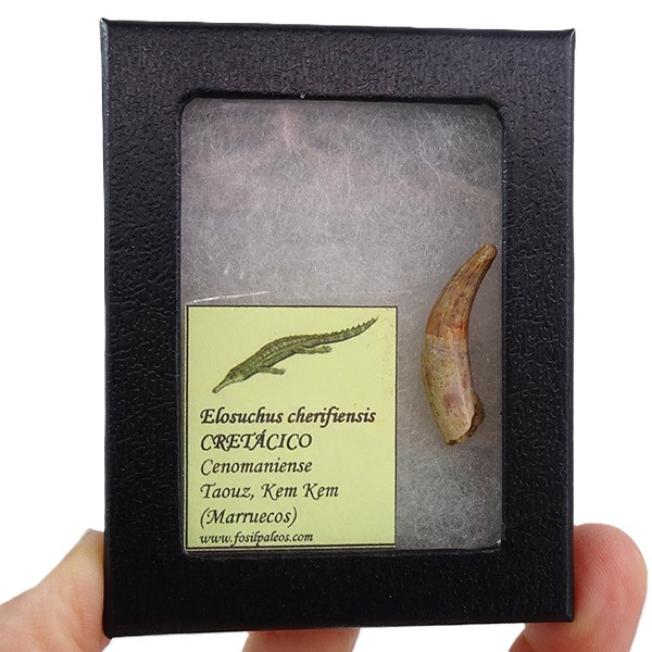 Elosuchus cherifiensis - Imagen 2