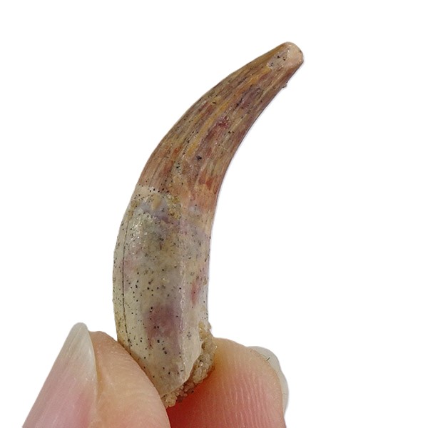 Elosuchus cherifiensis - Imagen 3