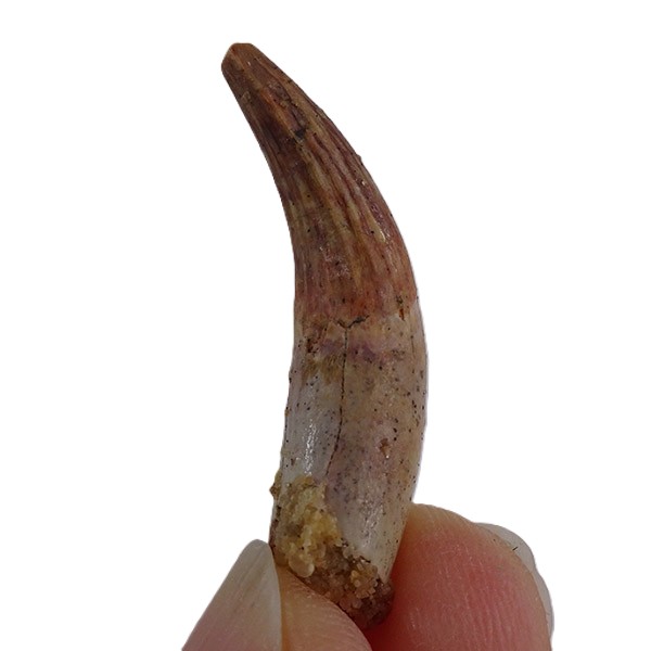 Elosuchus cherifiensis - Imagen 4