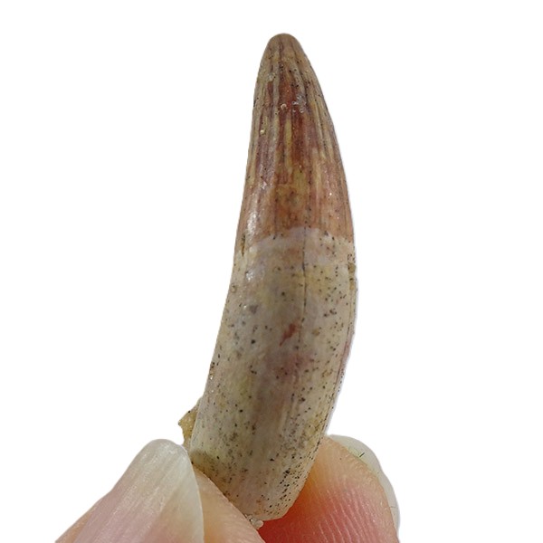 Elosuchus cherifiensis