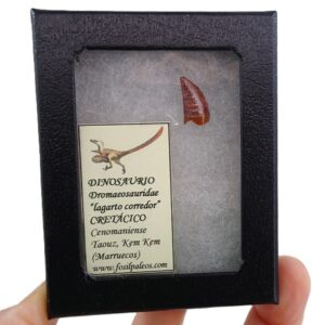 Dromaeosauridae VENDIDO