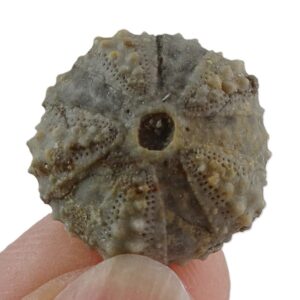 Coelopleurus coronalis