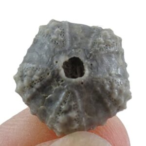 Coelopleurus coronalis