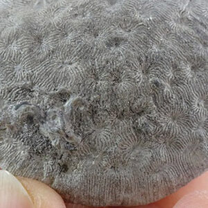 Synastrea agaricites VENDIDO