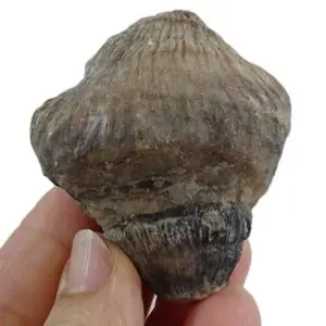 Montlivaltia egozcuei