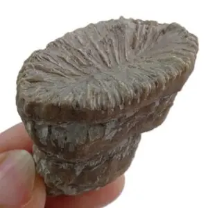 Montlivaltia egozcuei  VENDIDO