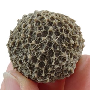 Stylocoenia sanctaorosiae VENDIDO