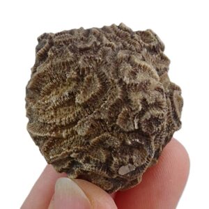 Anisoria vidali VENDIDO