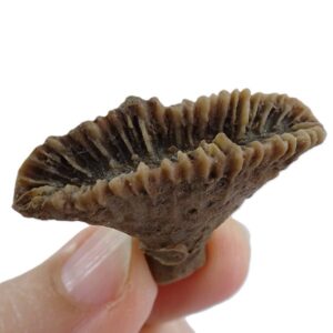 Rhipidogyra flabellum VENDIDO