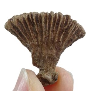 Rhipidogyra flabellum