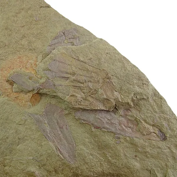 Archaeoconularia sp.