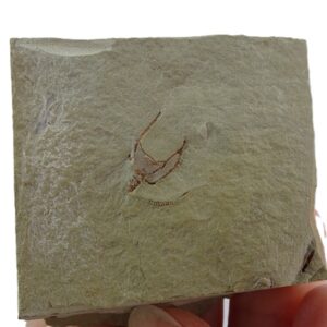 Cothurnocystis elizae