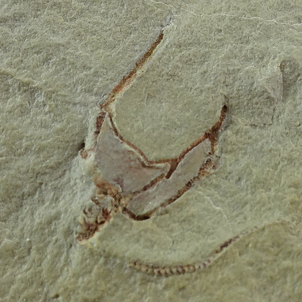 Cothurnocystis elizae - Imagen 2