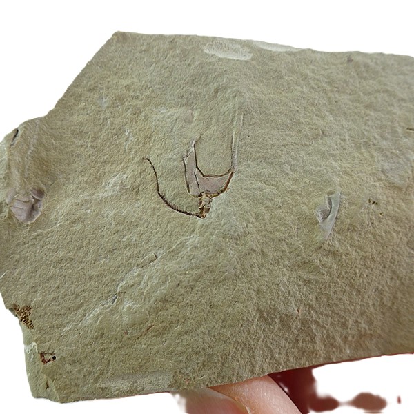 Cothurnocystis elizae - Imagen 2