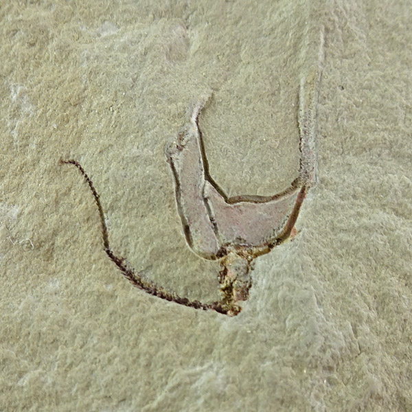 Cothurnocystis elizae