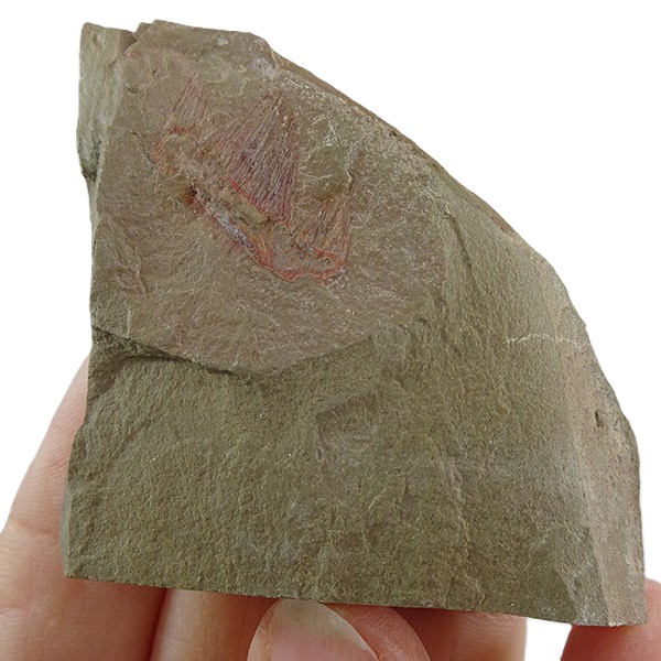 Hurdiidae - Imagen 2