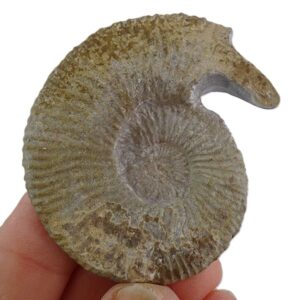 Berriasella (Berriasella) callisto