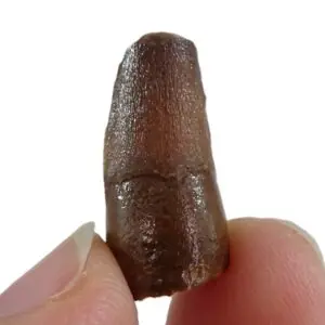 Elosuchus cherifiensis