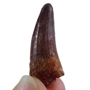 Elosuchus cherifiensis